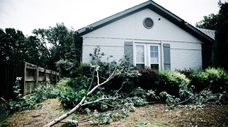 Large maple tree branch fallen off by front yard