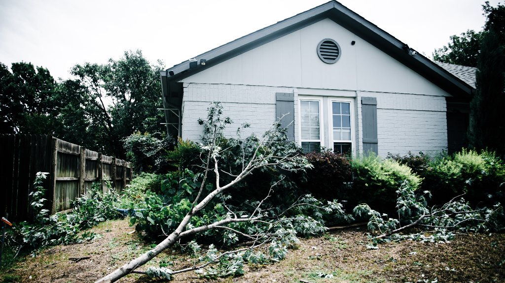Large maple tree branch fallen off by front yard